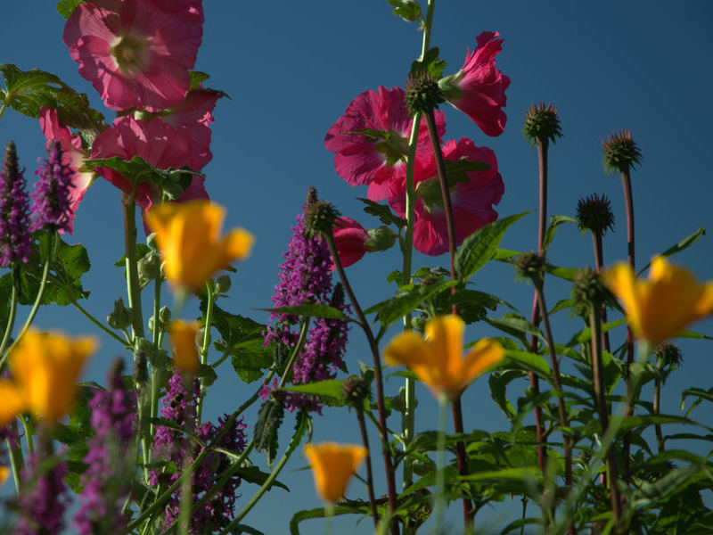 Schwarzw�lder Bl�tenpracht